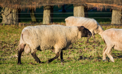 Hampshire Ram Sheep