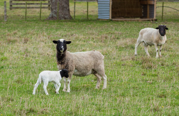 Dorper Sheep © rghenry
