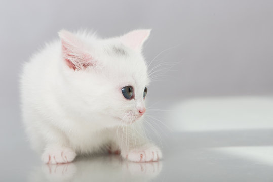 Britisch Kurzhaar Kitten