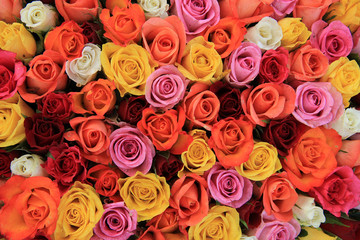 Multicolored wedding roses