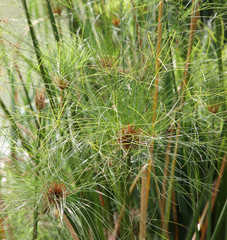 Plant  Papyrus in the Japanese garden.