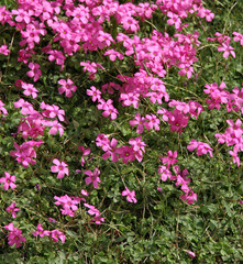 Pink florets in a green grass. Summer clearing.