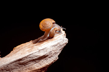 Snails on old wood