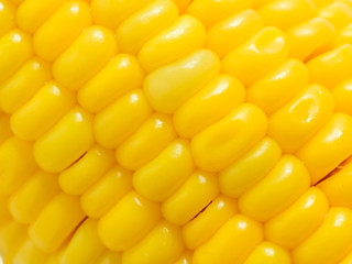 Grains of Ripe Corn with Water Droplets / Extreme Macro / Isolat