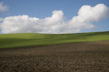 Chianti Landscape