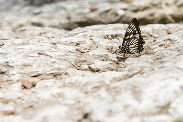 Fototapeta na wymiar Butterfly on stone