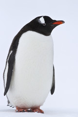 Gentoo penguin standing on the snow in Antarctica