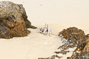 White crab on the beach