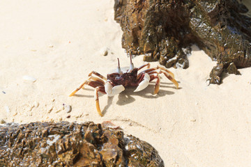 White crab on the beach