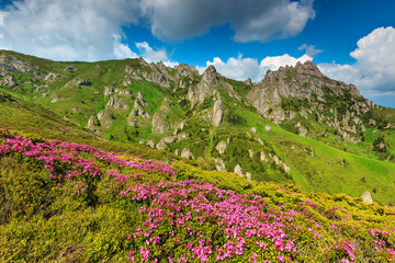 Pink rhododendron flowers in the mountains,Ciucas,Romania