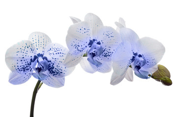 orchid flower with large and small blue spots