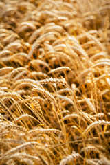 wheat field
