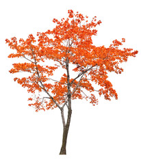 bright isolated red maple tree - obrazy, fototapety, plakaty