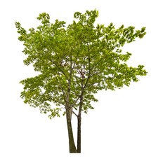 two green isolated maple trees