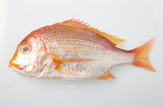 連子鯛 Images Browse 157 Stock Photos Vectors And Video Adobe Stock