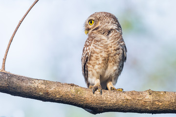 Spotted owlet  turn her head in nature of Thailand