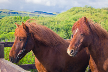Fototapeta premium Icelandic Horses on a meadow near beautiful landscape of a famou