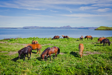 Fototapeta premium Icelandic Horses on a meadow near beautiful landscape of a famou