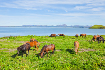 Icelandic Horses on a meadow near beautiful landscape of a famou