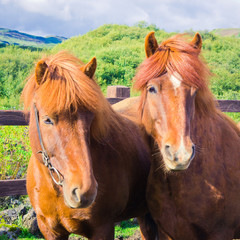 Icelandic Horses on a meadow near beautiful landscape of a famou