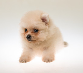 Pomeranian spitz puppy