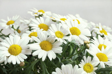 Fototapeta premium Margeriten