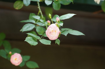 ピンクのツルバラ