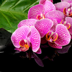 Fototapeta na wymiar spa concept of blooming twig of stripped violet orchid (phalae