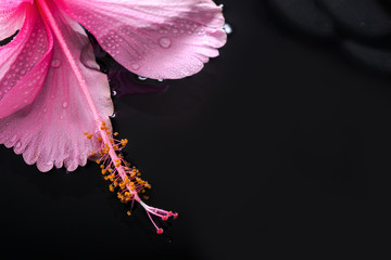 spa concept pink hibiscus flower and zen stones in water on a bl
