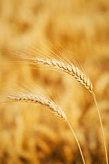 Fototapeta premium wheat field