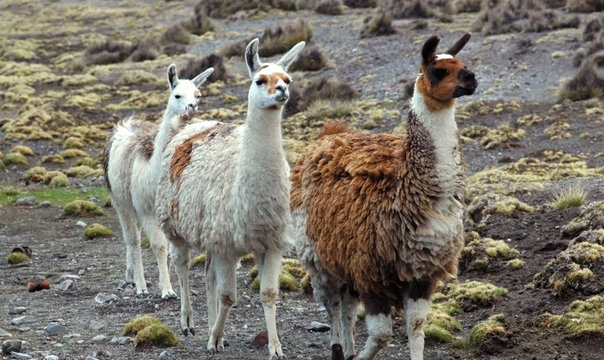 South American Llamas