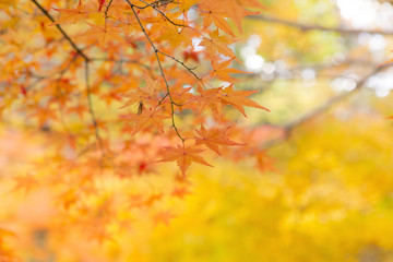 紅葉の風景