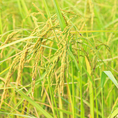 Gold rice plant