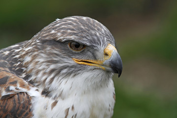 Königsrauhfußbussard