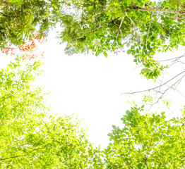 leaves frame