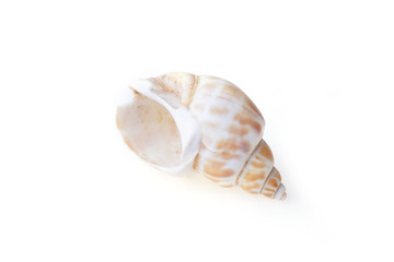 sea shell
