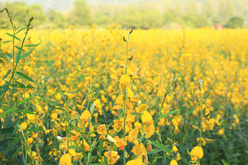 Obraz premium Yellow flowers