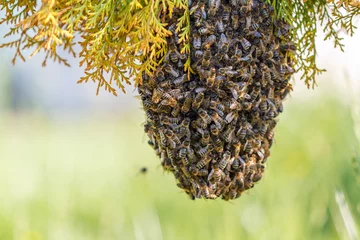 Gordijnen een zwerm bijen © AGA