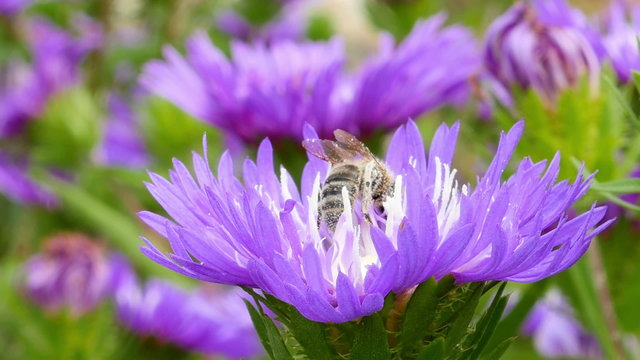 Bee gathers pollen in purple flower garden CLOSE UP