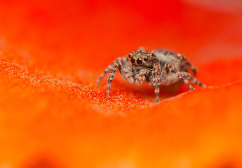Jumping spider - Sitticus pubescens