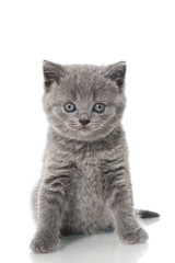 Britisch Kurzhaar Kitten