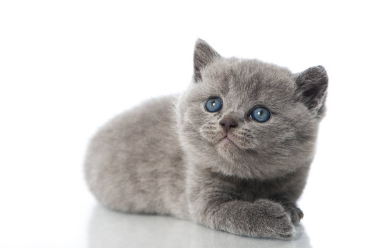 Britisch Kurzhaar Kitten