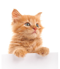 Kitten with a blank sheet of paper