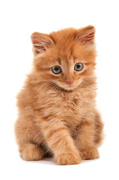 Sad red-haired kitten