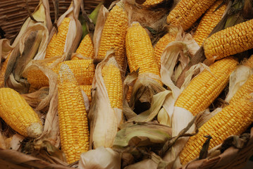 garden corn mısır