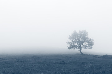 Obraz premium solitary tree with fog