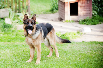 German Shepherd on the Podlasie village