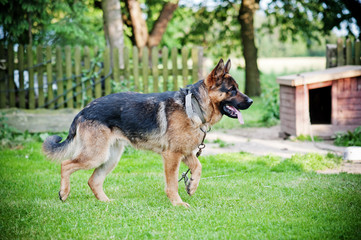 German Shepherd on the Podlasie village
