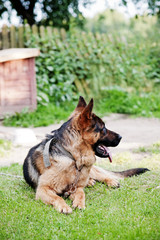 German Shepherd on the Podlasie village