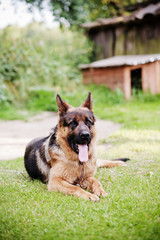 German Shepherd on the Podlasie village